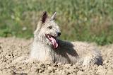 BOUVIER DES ARDENNES 095